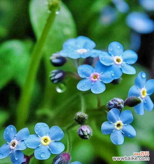 哪种花象征纯真的爱情？这种花卉的花语是什么？