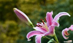 探寻花开背后的意义 百合大全的花语