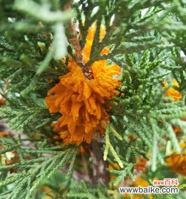 探索柏树的生命力和内涵 柏树的寓意与象征意义