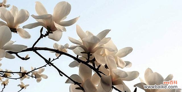 以白玉兰为媒介，传递美丽和坚韧的象征 白玉兰的花语与人生的启示