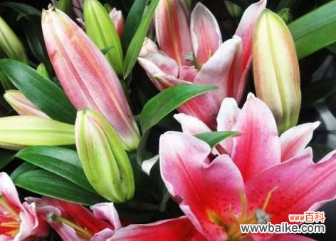 探寻百合花的美与寓意 百合花的象征意义