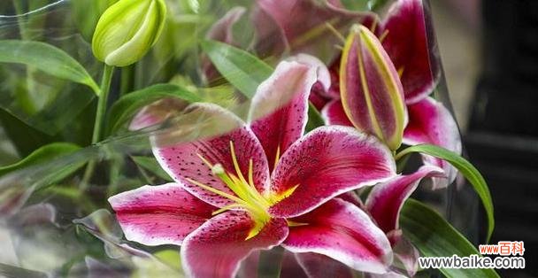 用百合花传达真挚情感和美好祝愿的艺术 百合花的花语