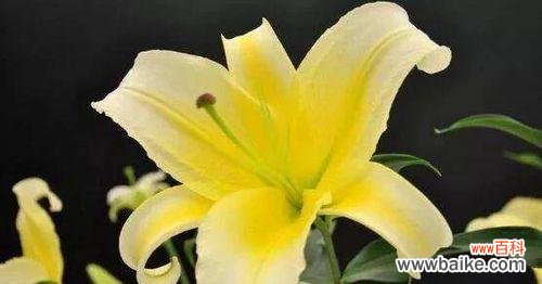 用百合花传达真挚情感和美好祝愿的艺术 百合花的花语