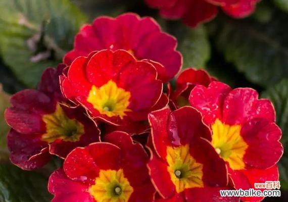 揭秘报春花的寓意和神奇之处，了解报春花的种种传说 报春花的花语与传说