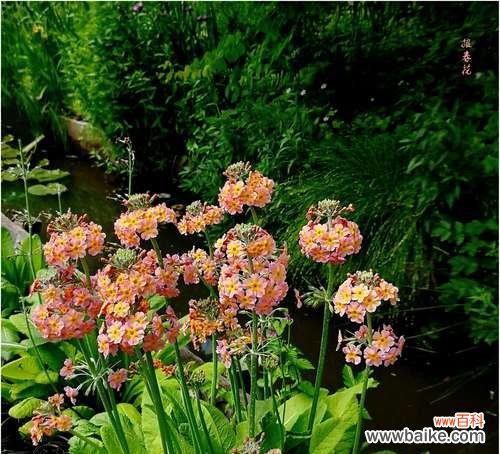 揭秘报春花的寓意和神奇之处，了解报春花的种种传说 报春花的花语与传说