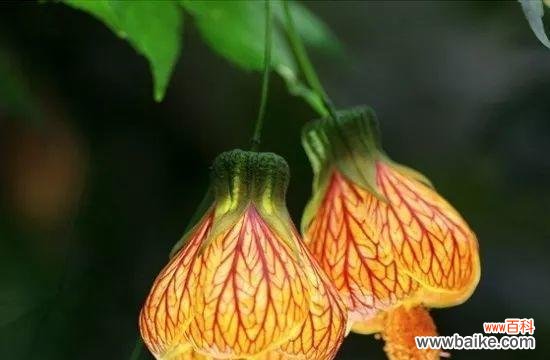 探秘半冠树 深入解析半冠树的定义与特点