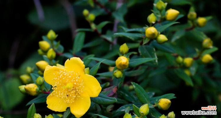 探秘半冠树 深入解析半冠树的定义与特点