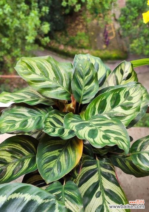 揭秘豹纹竹芋的神秘花语，探寻其背后的意义和象征 豹纹竹芋的花语与寓意