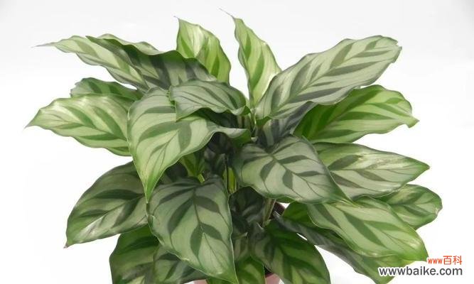 揭秘豹纹竹芋的神秘花语，探寻其背后的意义和象征 豹纹竹芋的花语与寓意