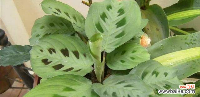 揭秘豹纹竹芋的神秘花语，探寻其背后的意义和象征 豹纹竹芋的花语与寓意