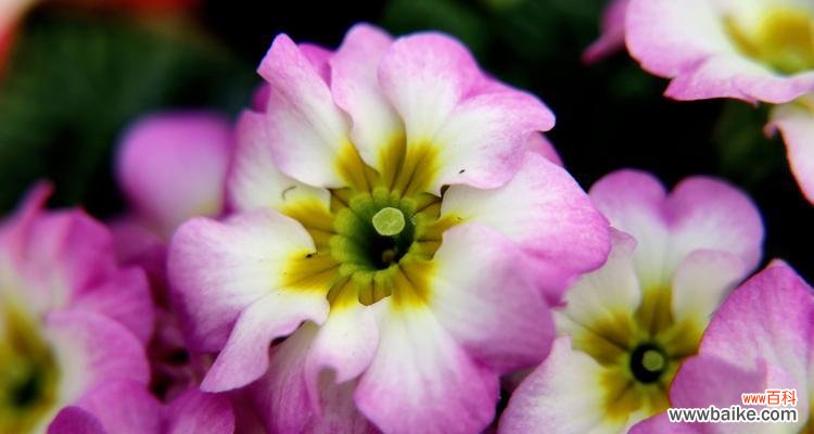 希望与新生的代表——报春花 报春花的寓意与象征