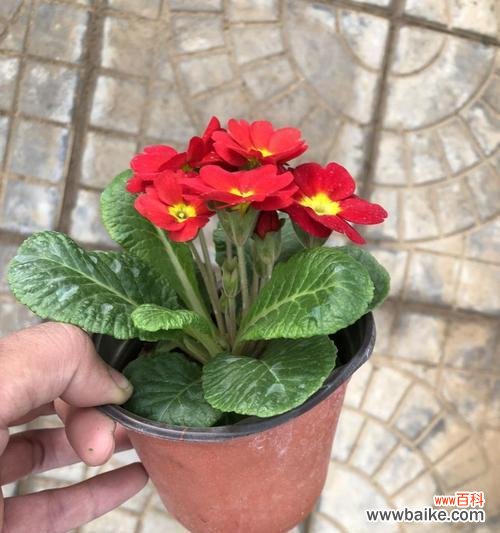 希望与新生的代表——报春花 报春花的寓意与象征