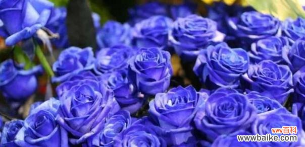探索碎冰蓝玫瑰的花语 碎冰蓝玫瑰的花语与美丽