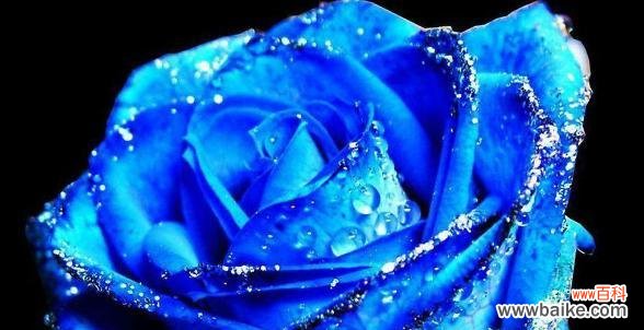 探索碎冰蓝玫瑰的花语 碎冰蓝玫瑰的花语与美丽