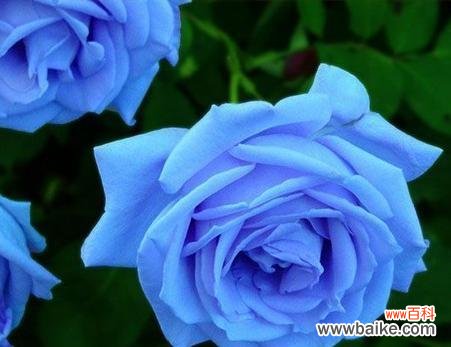 探索碎冰蓝玫瑰的花语 碎冰蓝玫瑰的花语与美丽