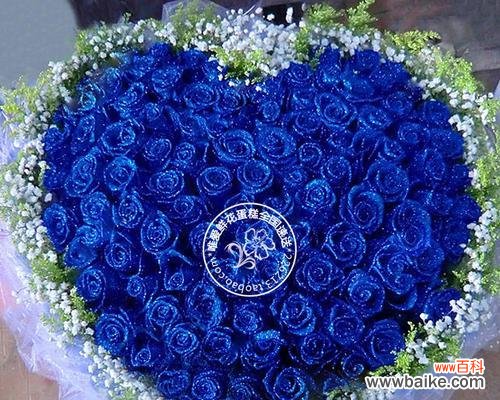 蓝色的魅力传递无尽的希望 蓝玫瑰的美丽与神秘