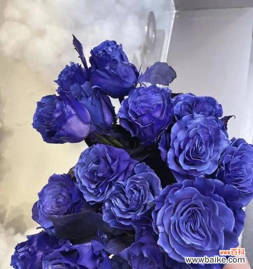 探寻蓝玫瑰的神秘与美丽 蓝玫瑰的花语与寓意