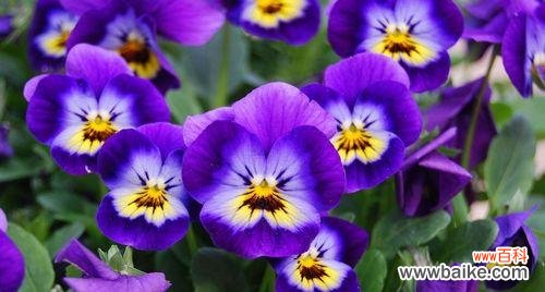 探寻蓝色雏菊所代表的情感和象征 蓝色雏菊的花语和寓意