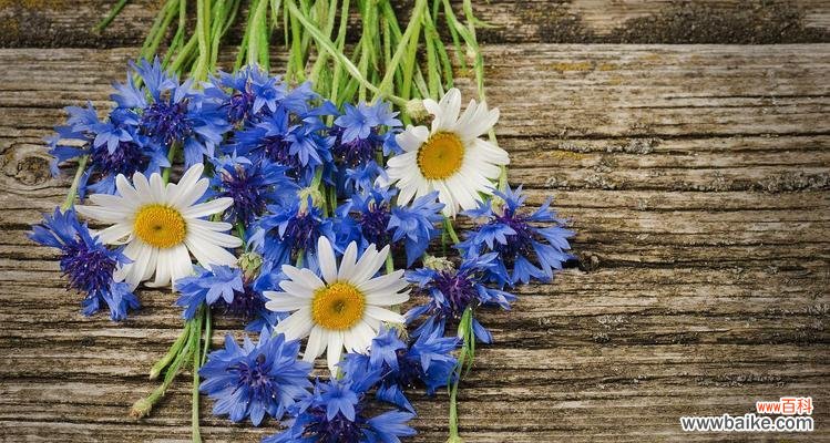 探寻蓝色雏菊所代表的情感和象征 蓝色雏菊的花语和寓意