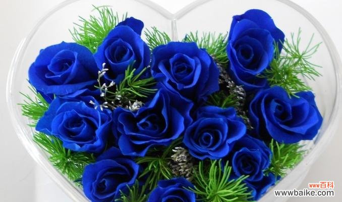 揭示蓝色玫瑰花的象征和情感表达 蓝色玫瑰花的神秘意义