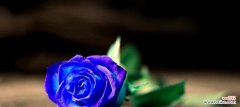 揭示蓝色玫瑰花的象征和情感表达 蓝色玫瑰花的神秘意义