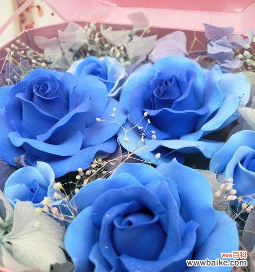 揭示蓝色玫瑰花的象征和情感表达 蓝色玫瑰花的神秘意义