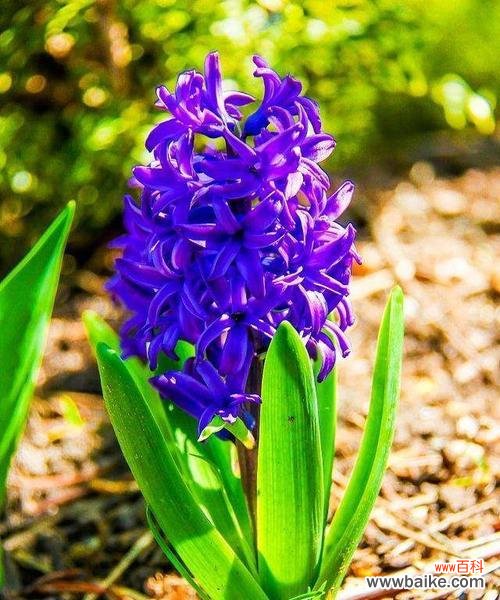 传递希望与宁静的花语 蓝色风信子花语及其象征意义