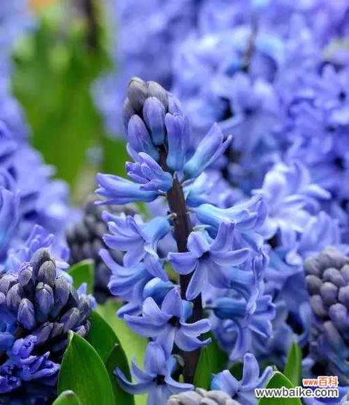 传递希望与宁静的花语 蓝色风信子花语及其象征意义