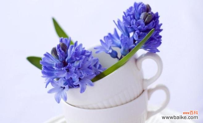 一朵蓝色风信子 蓝色风信子花语