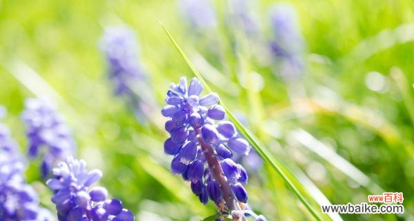 揭开蓝色风信子的神秘面纱 蓝色风信子花语的含义与传说