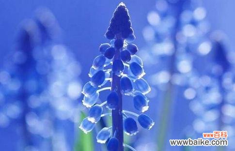 揭开蓝色风信子的神秘面纱 蓝色风信子花语的含义与传说