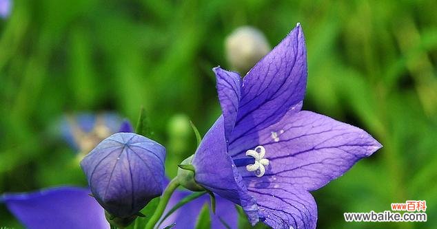 了解蓝色桔梗花的花语 蓝色桔梗花的花语探秘