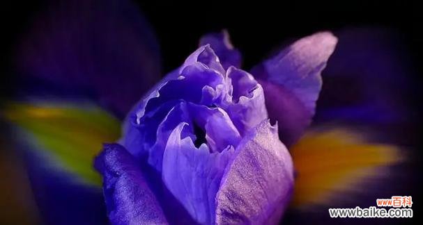 解读蓝色康乃馨的花语及象征意义 蓝色康乃馨的花语——神秘、温柔与宁静