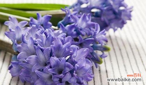 探索蓝色马蹄莲的美丽与神秘 蓝色马蹄莲花的花语与意义