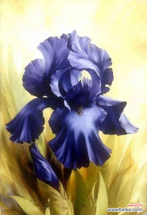 探索蓝色马蹄莲的美丽与神秘 蓝色马蹄莲花的花语与意义