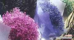 浪漫与希望 蓝色满天星的花语和寓意