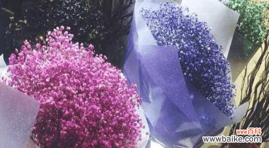 浪漫与希望 蓝色满天星的花语和寓意