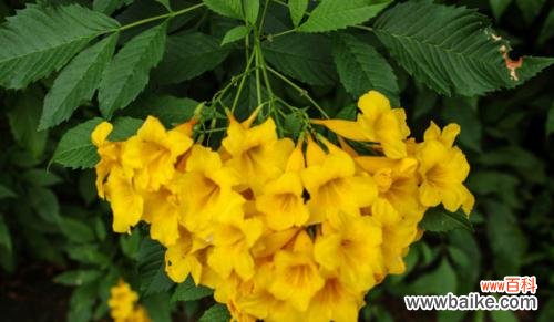 泰国门口放黄色花有什么特别含义?