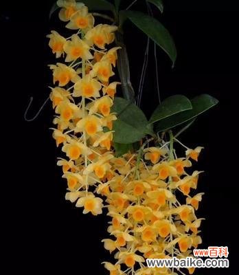 泰国门口放黄色花有什么特别含义?