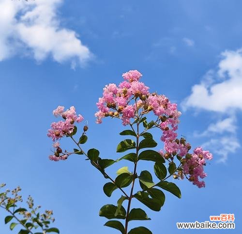 哪种花寓意着好运?好运花语有哪些?