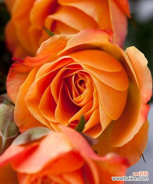 各色玫瑰花分别有什么寓意?