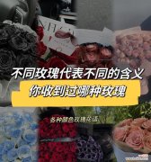 各色玫瑰花分别有什么寓意？