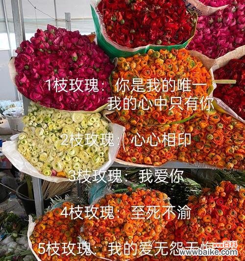 各色玫瑰花分别有什么寓意?