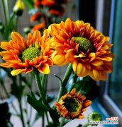 荣耀之花有何文化意义？它在不同文化中的象征是什么？