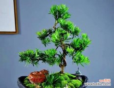 家里摆放吉祥花有什么寓意？吉祥花如何选择？