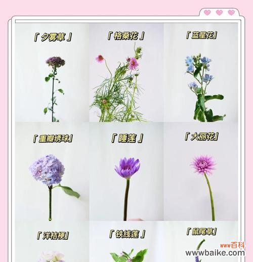 蓝色紫色手捧花有何寓意?选择它们的理由是什么?