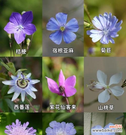 蓝色紫色手捧花有何寓意?选择它们的理由是什么?