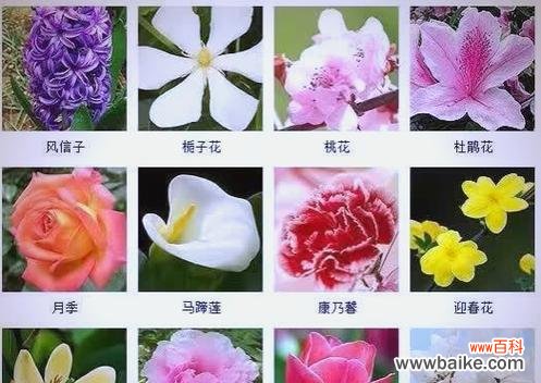 花朝节的寓意和象征是什么？传统节日中的花文化有哪些？