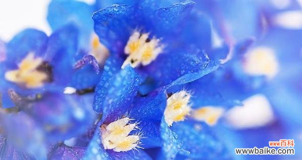 蓝色花在婚礼中代表什么？它们的寓意有哪些？