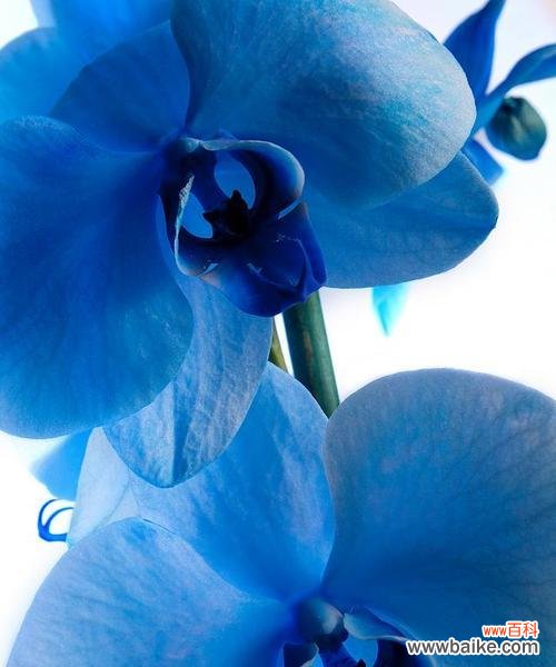 蓝色花在婚礼中代表什么？它们的寓意有哪些？